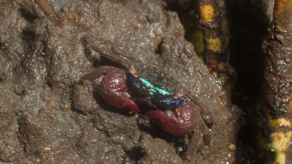 Crab related animal