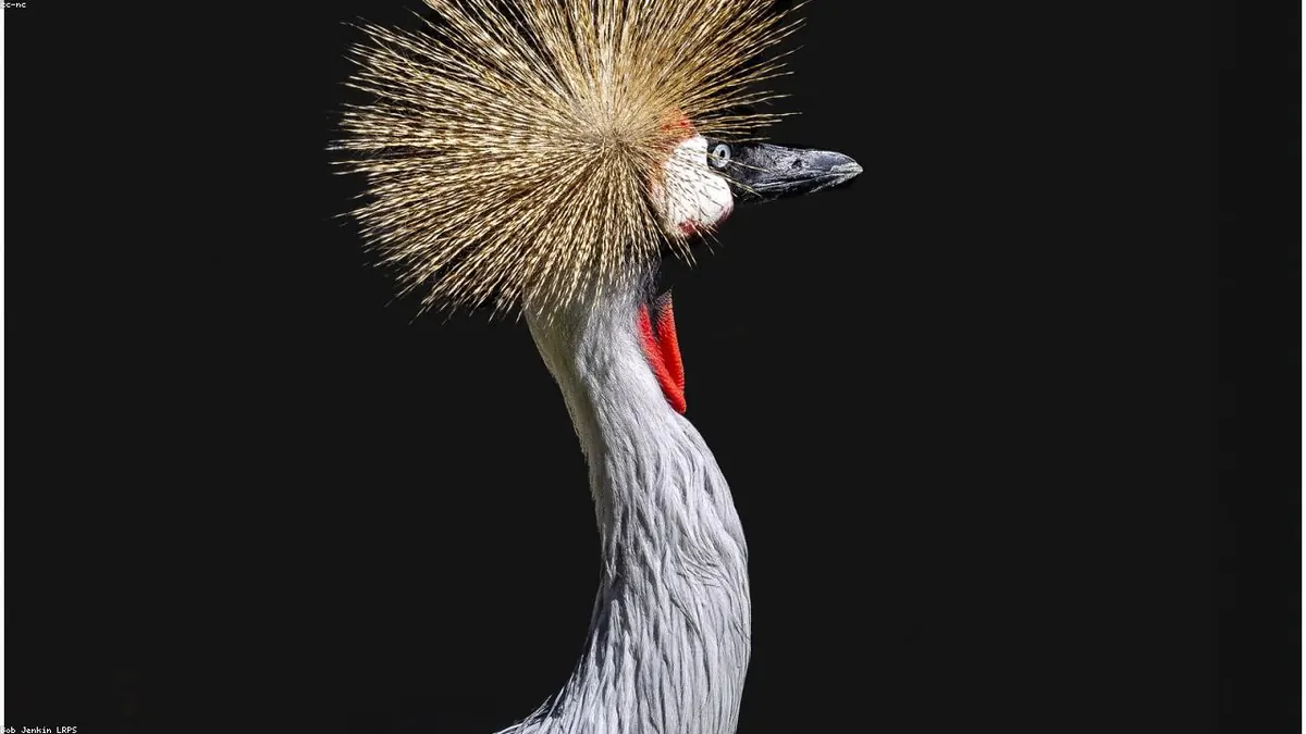 Crane animal profile photo