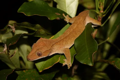 Crested Gecko related animal