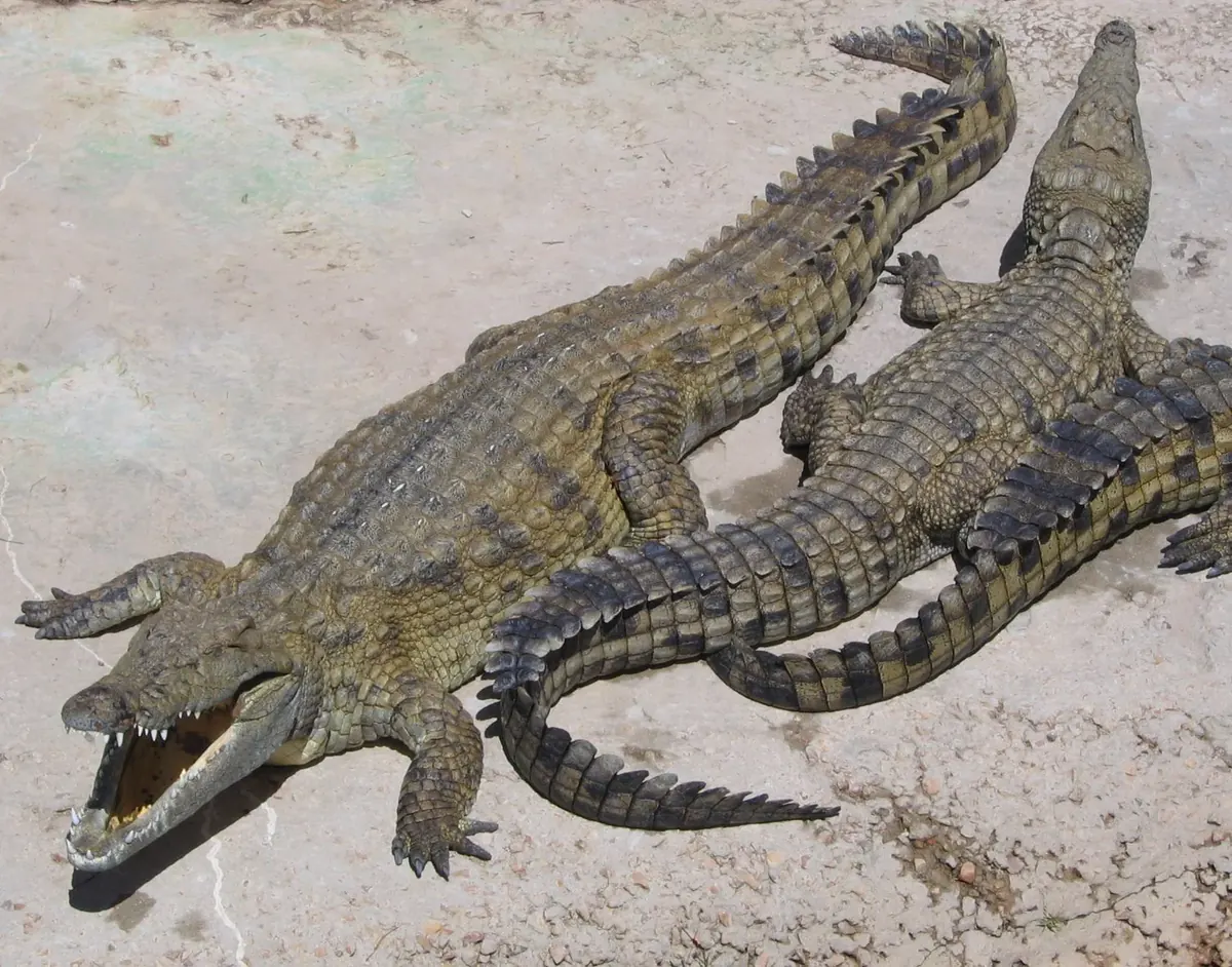 Crocodile related animal