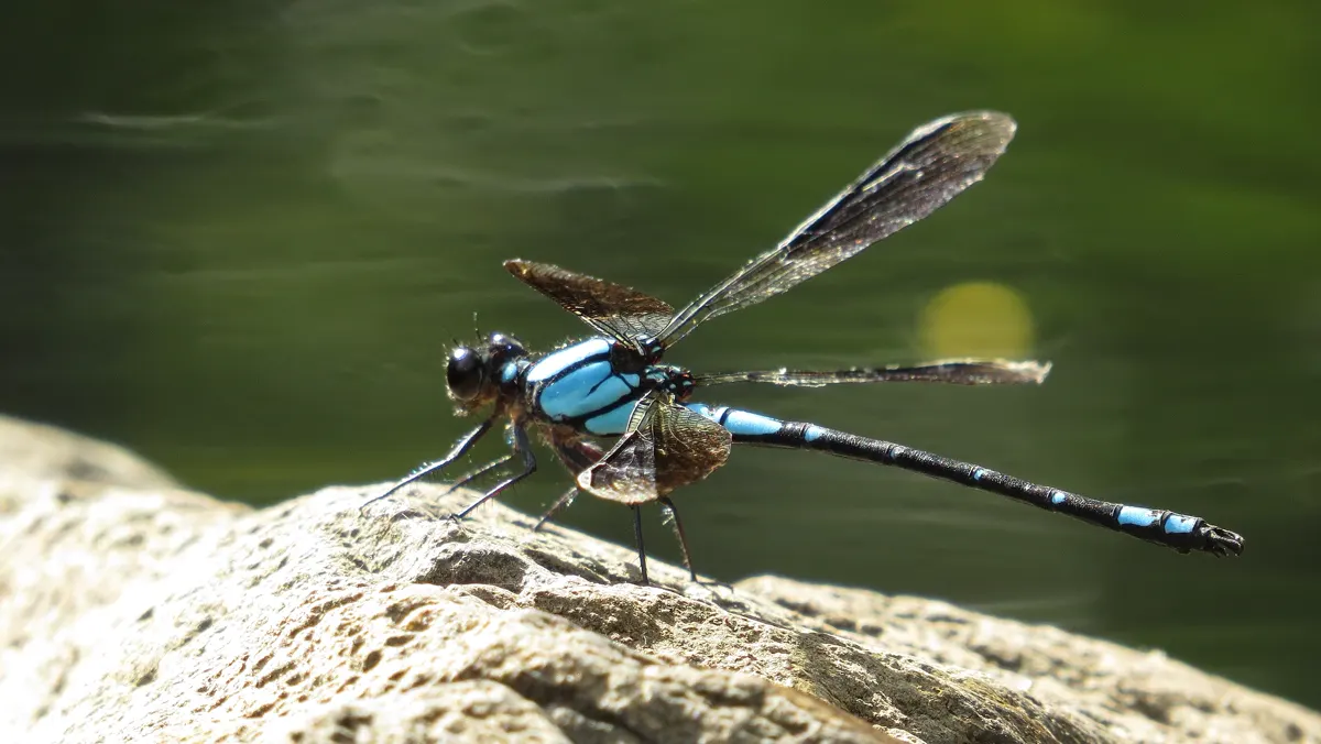 Damselfly animal profile photo