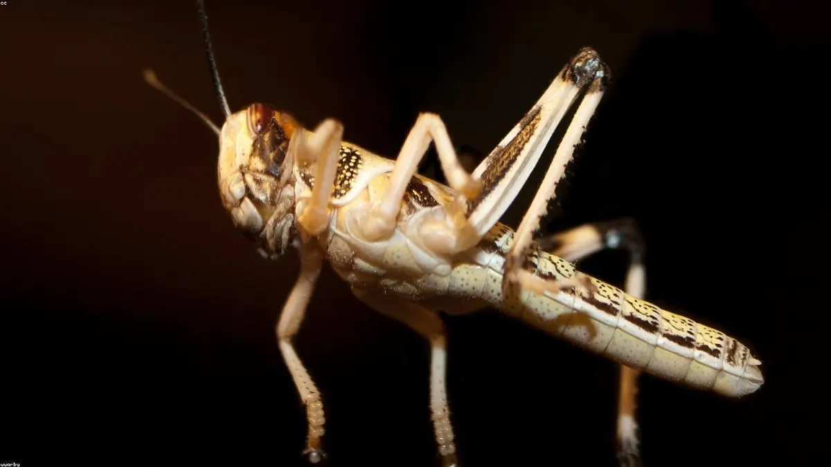 Desert Locust related animal