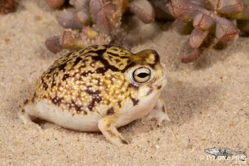 Desert Rain Frog related animal