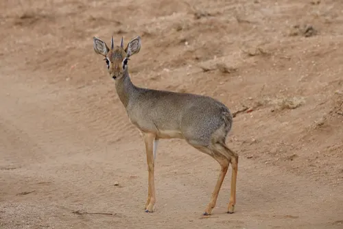 Dik-Dik related animal