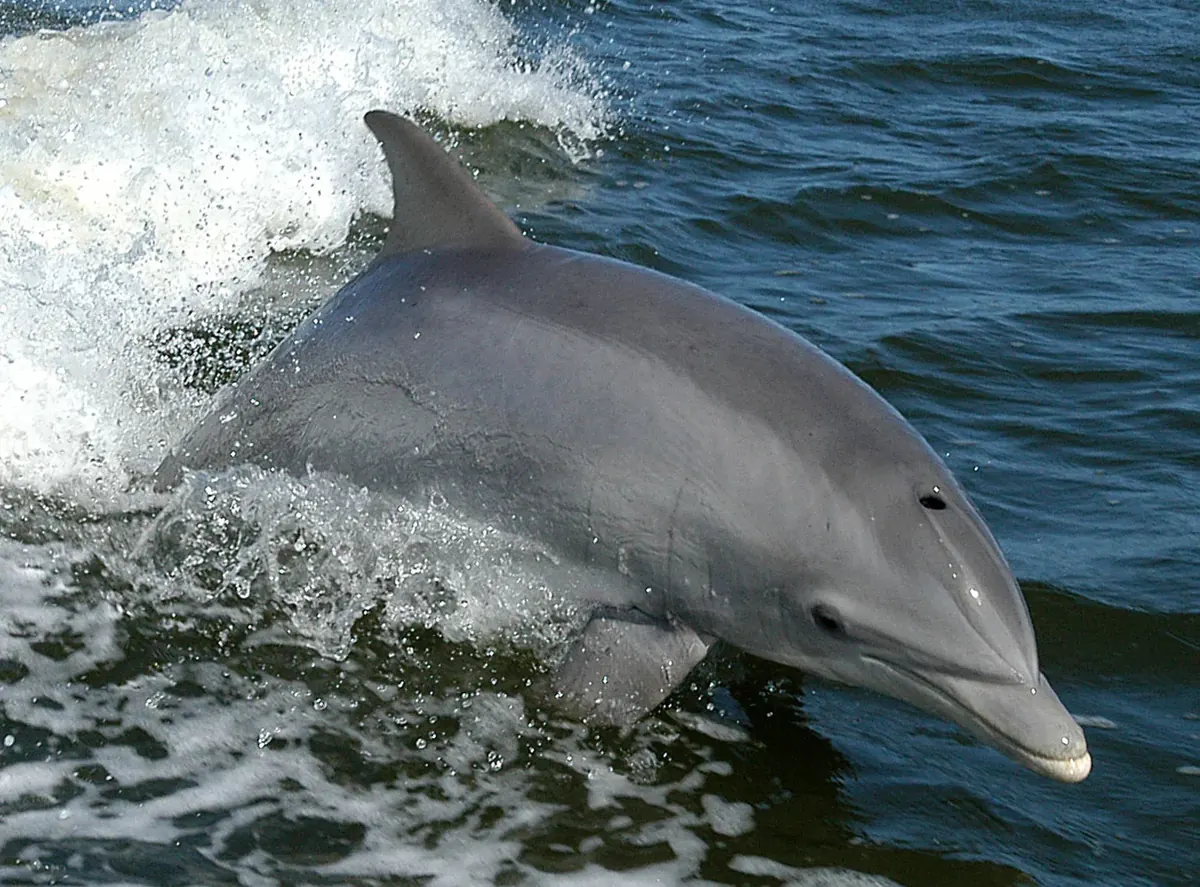Dolphin animal profile photo