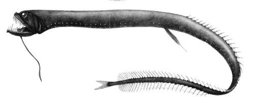 Dragonfish animal of the day
