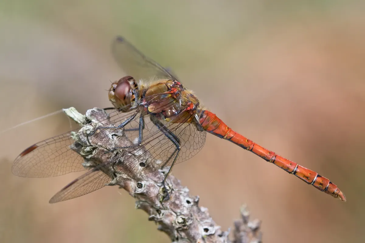 Dragonfly related animal