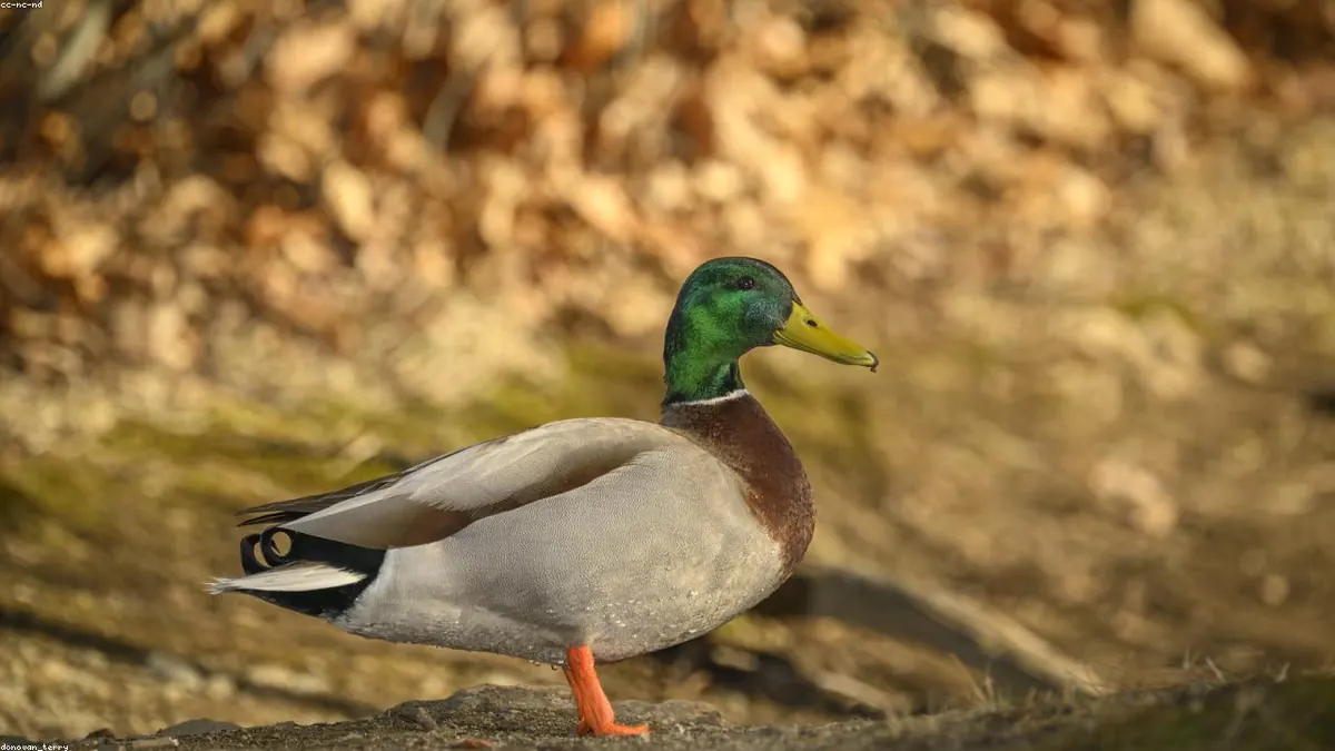 Duck related animal