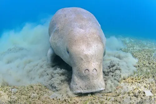 Dugong related animal