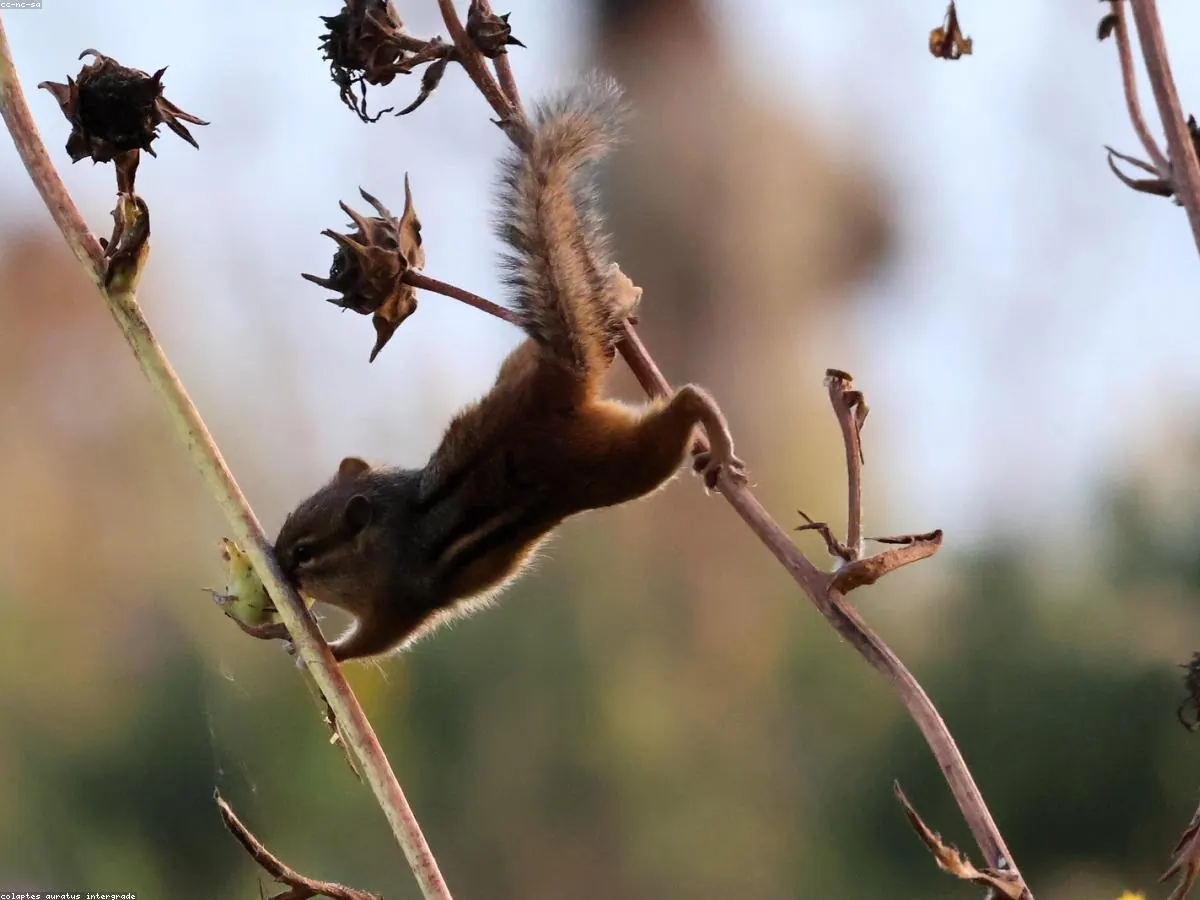 Eastern Chipmunk related animal