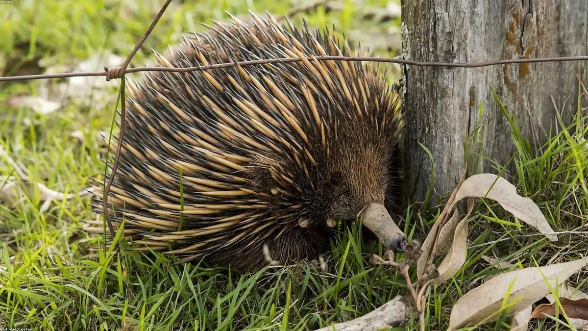 Echidna related animal