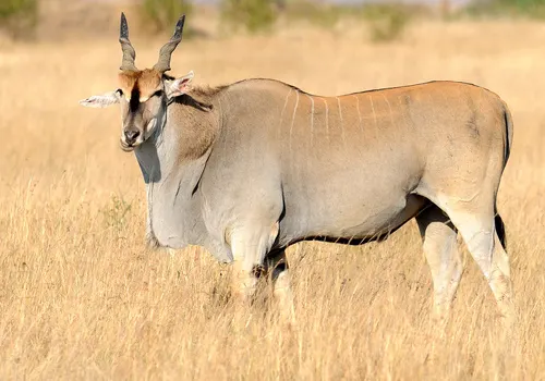 Eland related animal