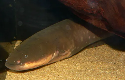 Electric Eel related animal