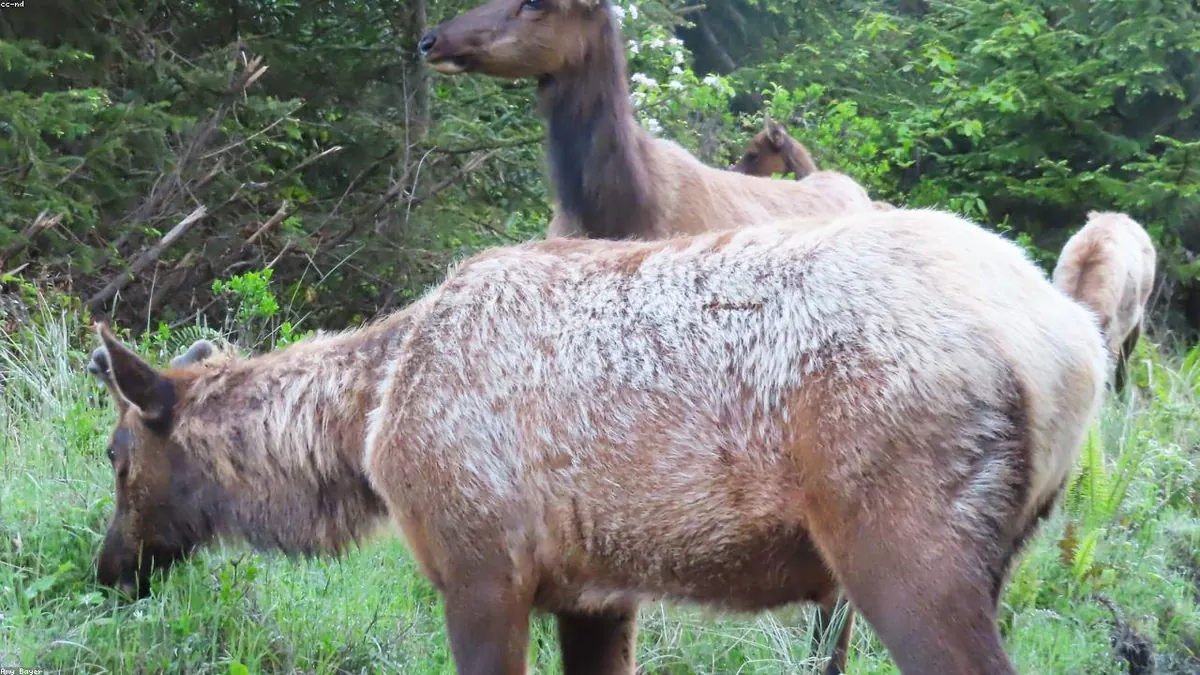 Elk related animal