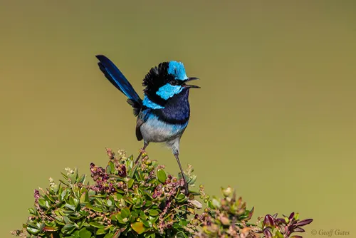 Fairywren related animal