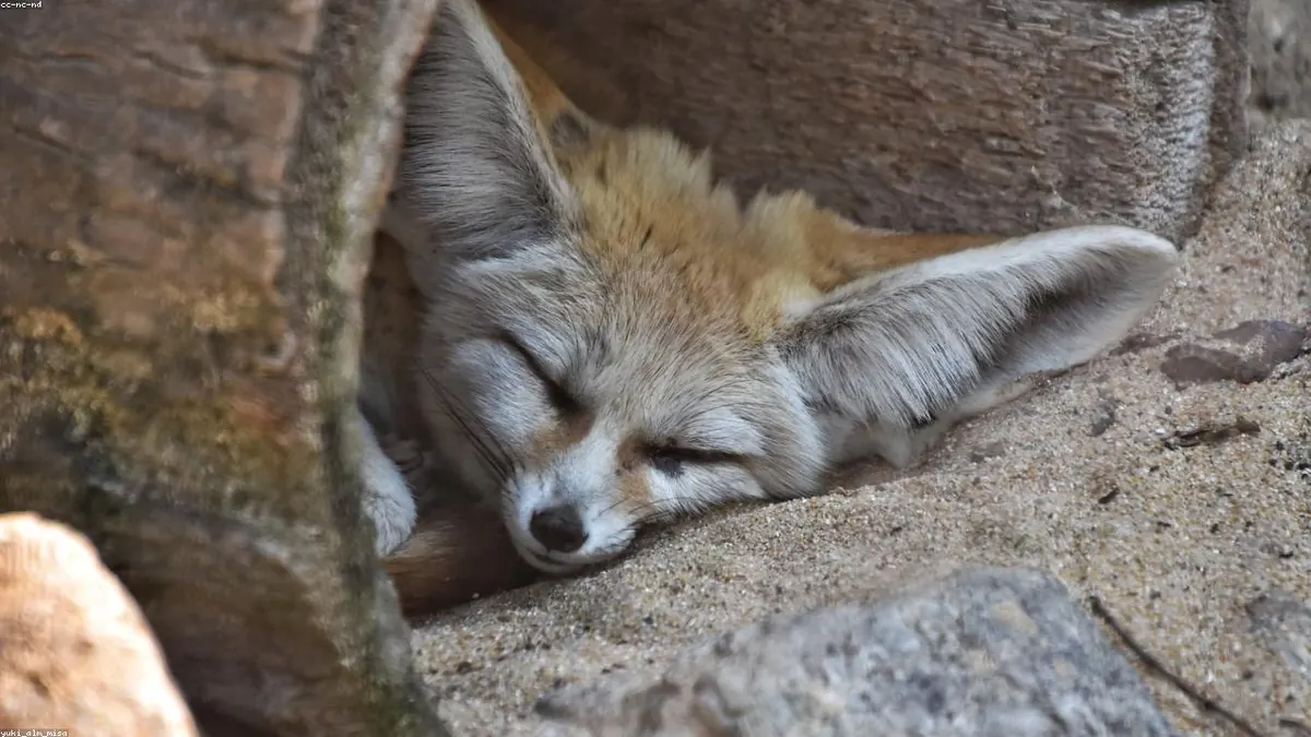 Fennec Fox related animal