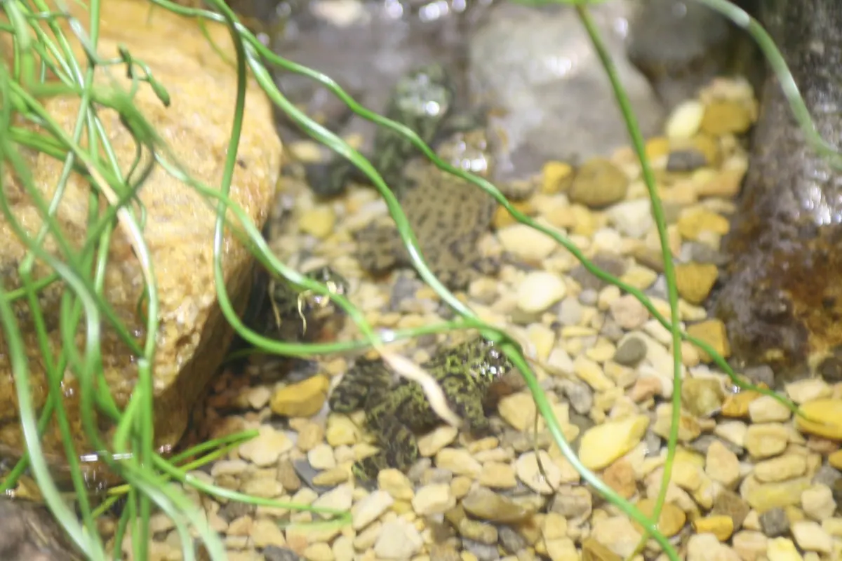 Fire-Bellied Toad animal profile photo