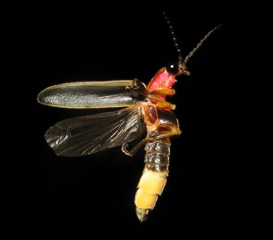 Firefly animal profile photo