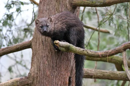 Fisher related animal