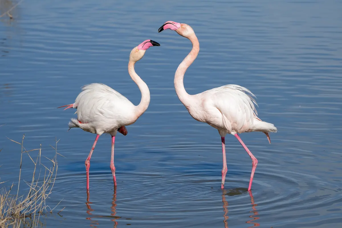 Flamingo related animal