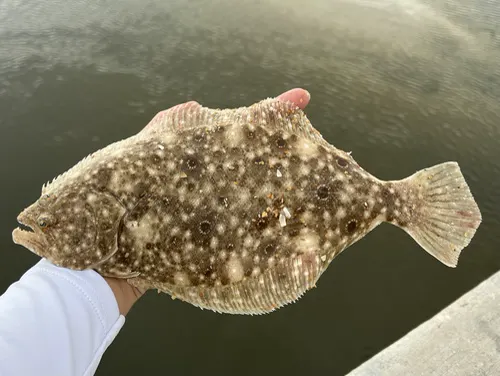 Flounder related animal