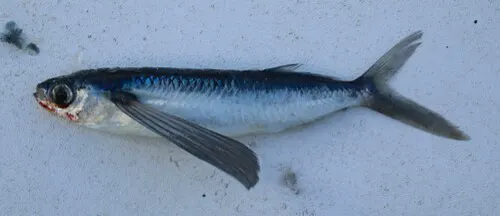 Flying Fish animal profile photo