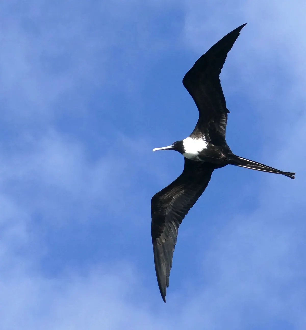 Frigatebird related animal