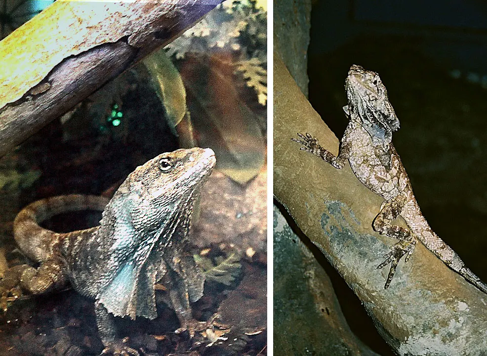 Frilled Lizard related animal