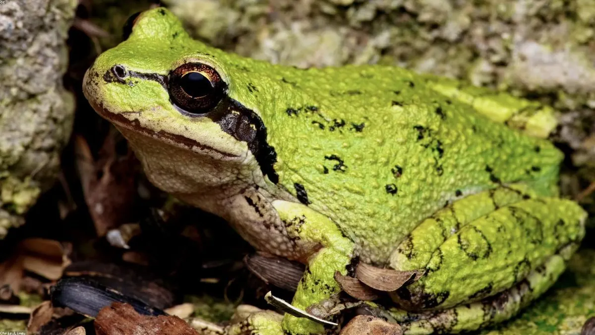 Frog animal profile photo