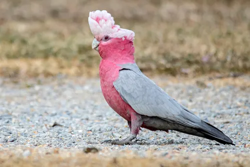 Galah related animal