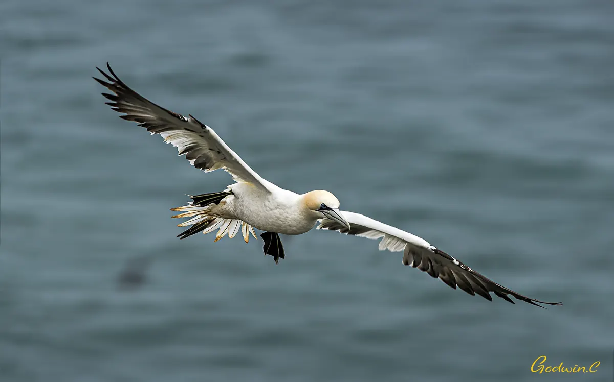 Gannet related animal