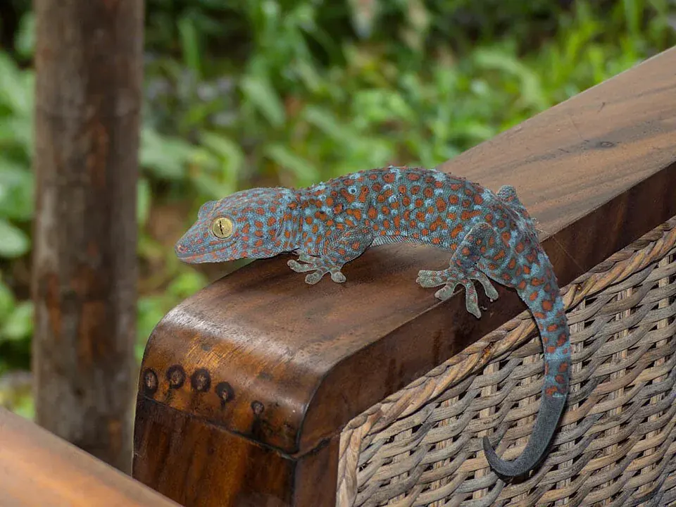 Gecko related animal