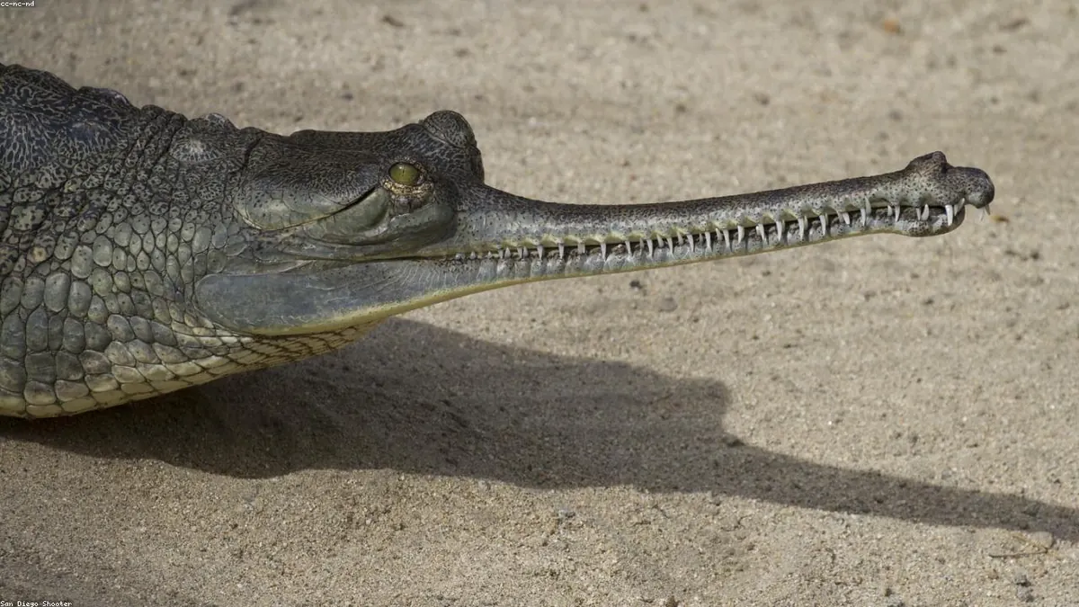 Gharial animal profile photo