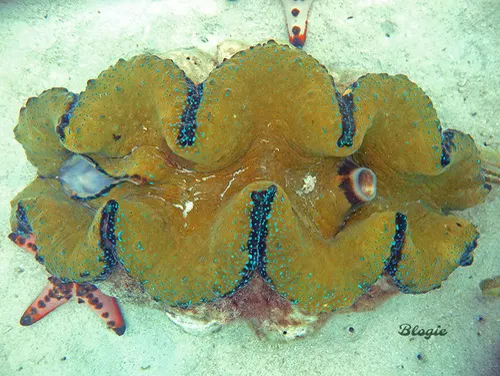Giant Clam related animal