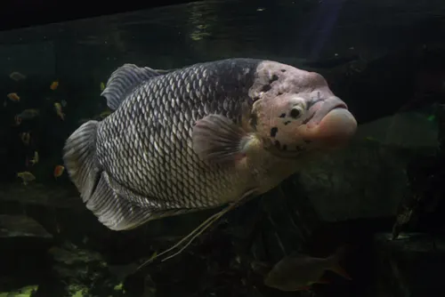 Giant Gourami related animal