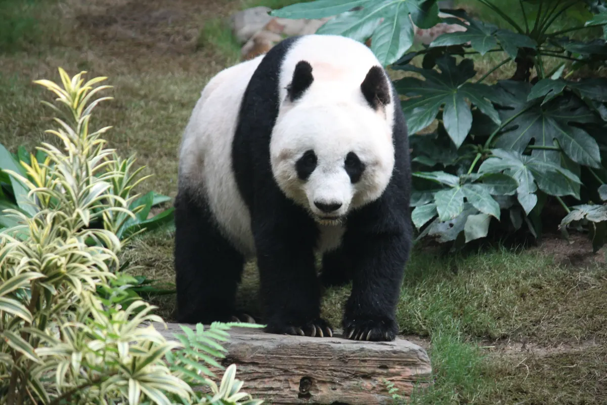 Giant Panda endangered species photo