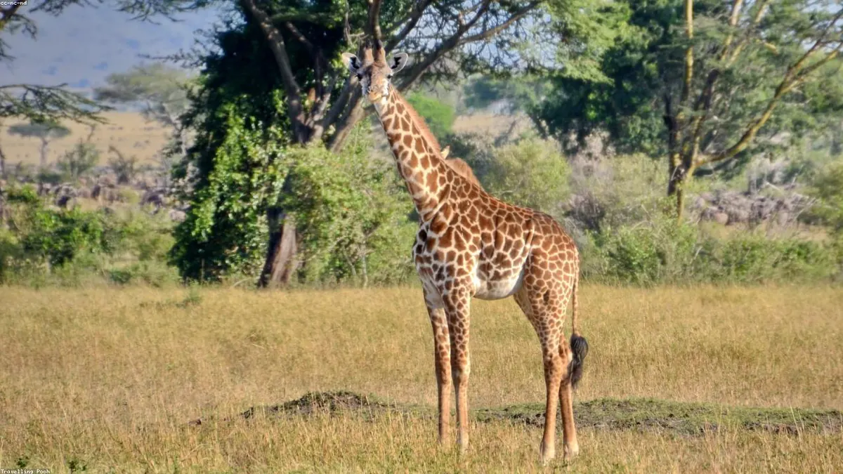 Giraffe related animal
