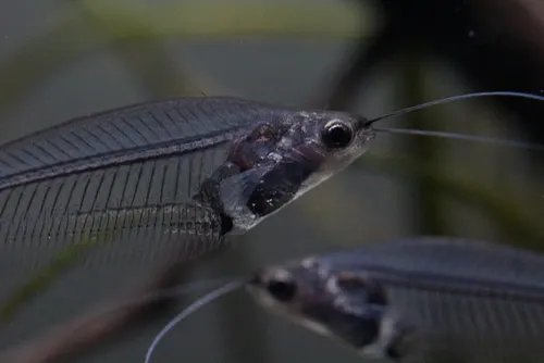 Glass Catfish related animal