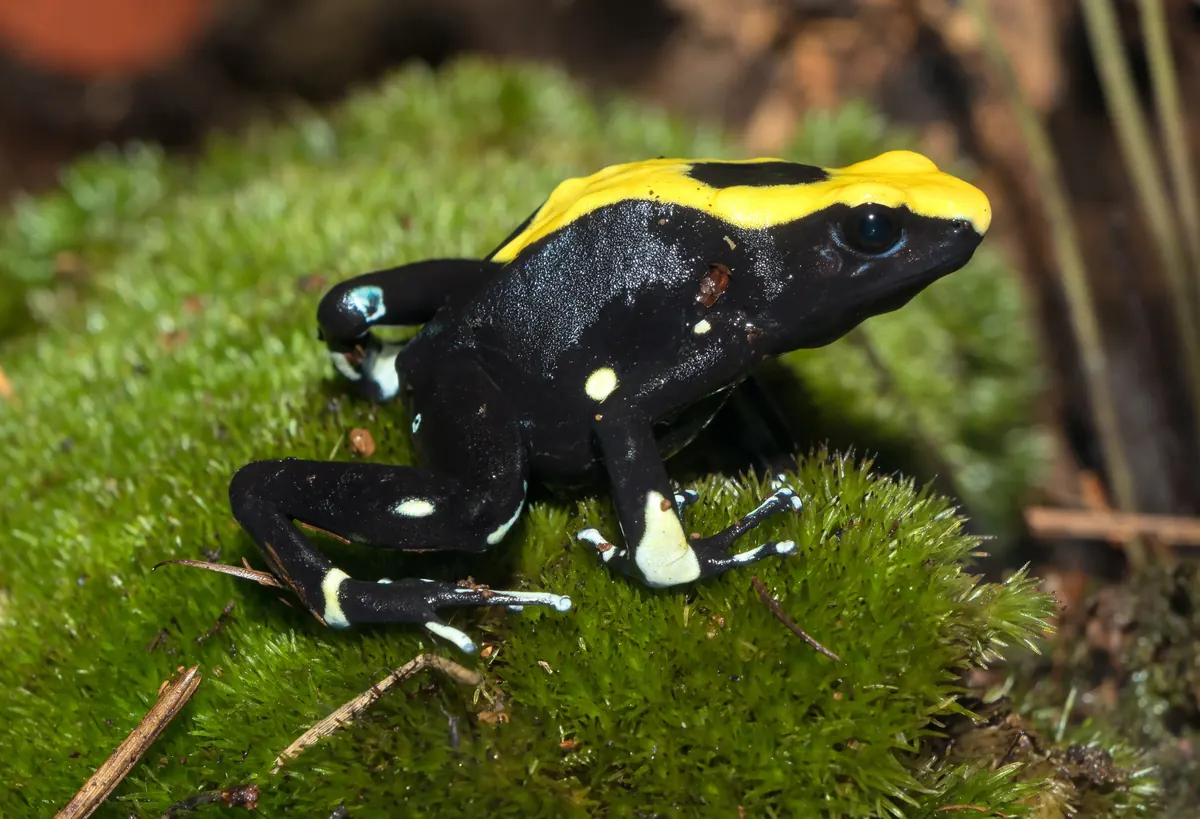 Golden Poison Frog related animal
