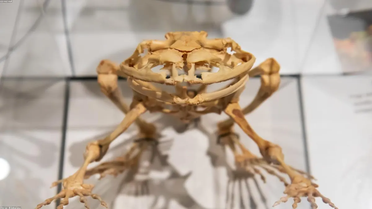 Goliath Frog animal profile photo