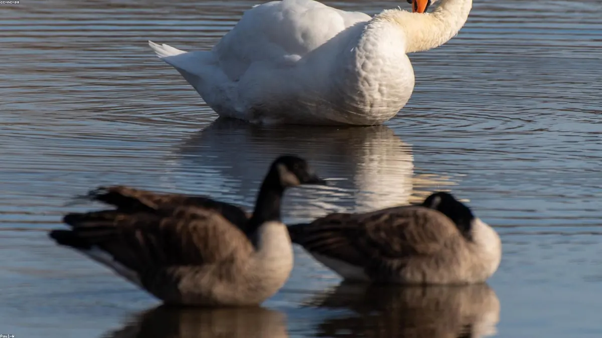 Goose related animal