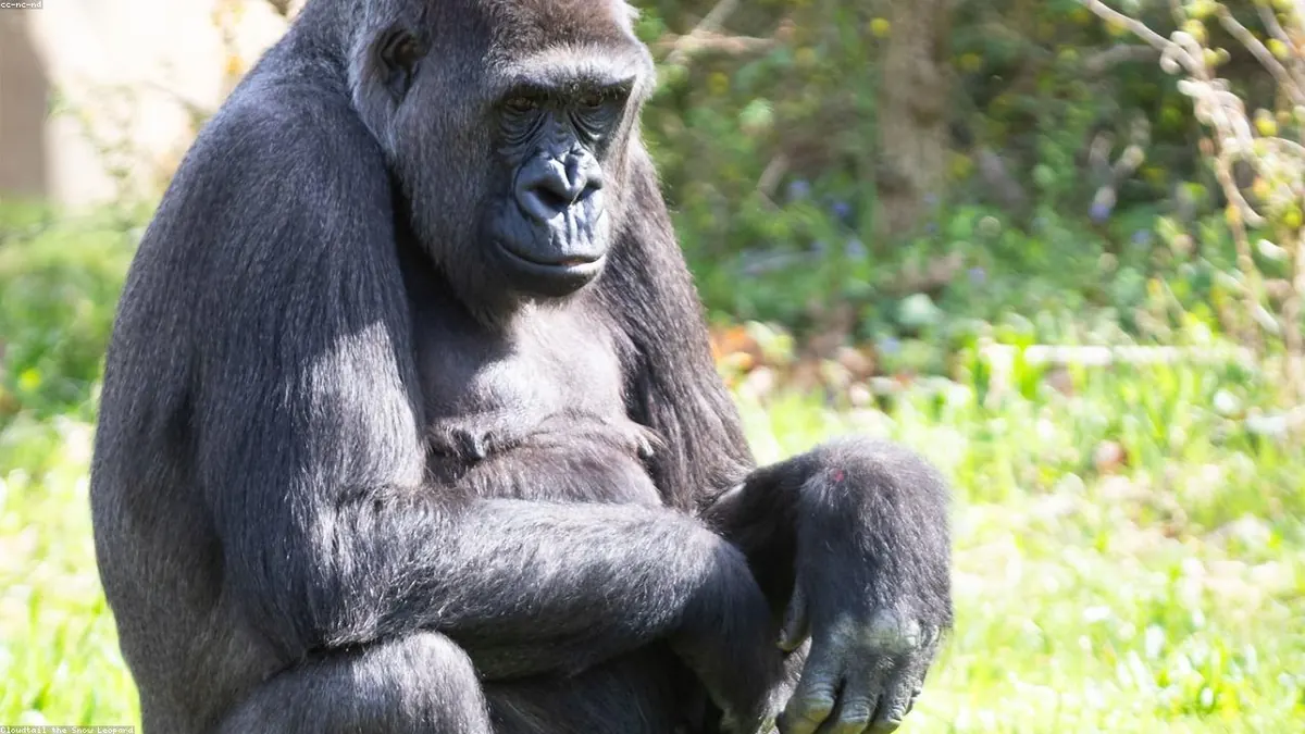 Gorilla related animal