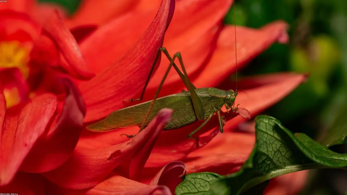 Grasshopper related animal