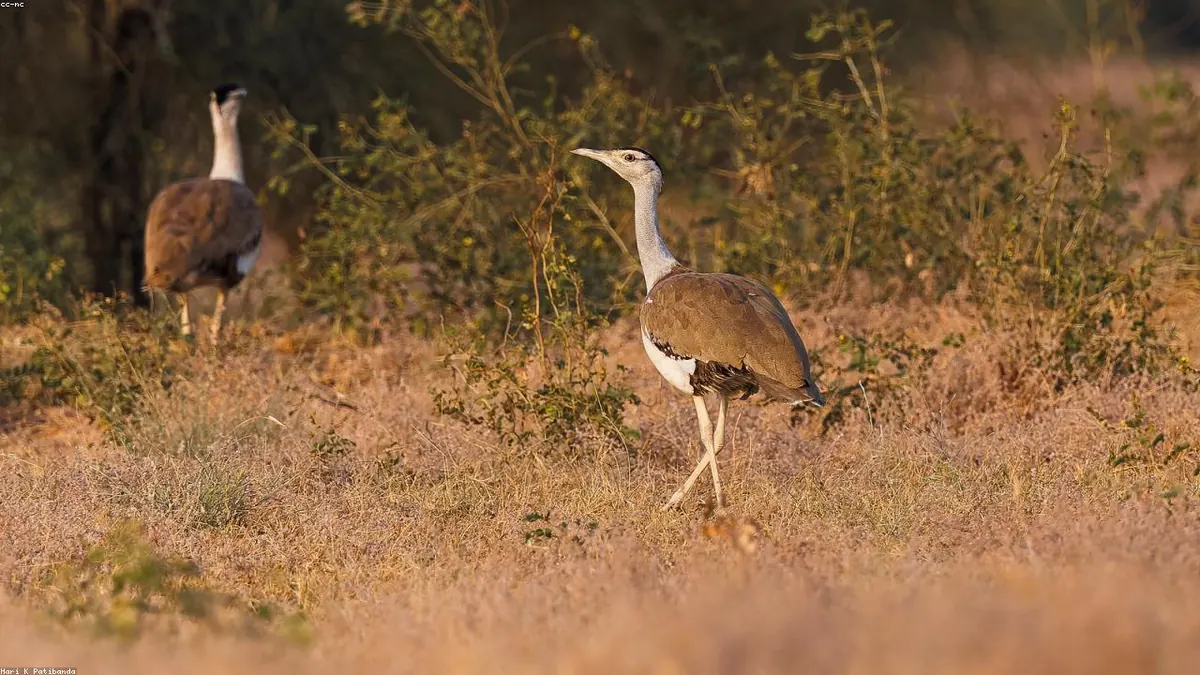 Great Indian Bustard animal photo
