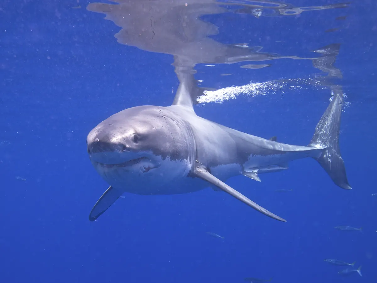 Great White Shark related animal