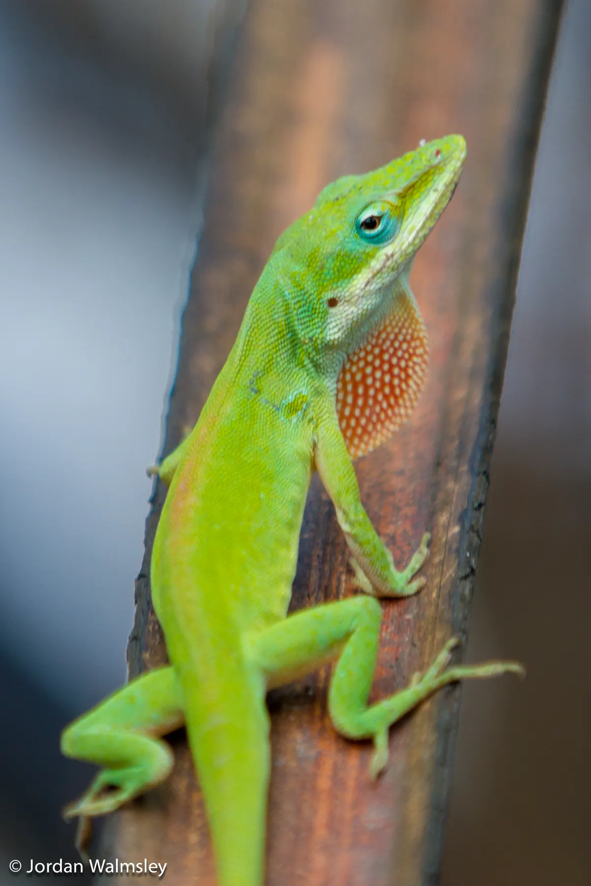 Green Anole related animal
