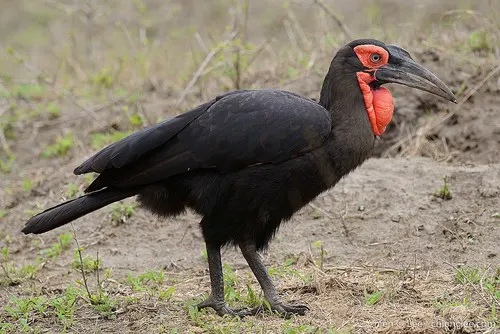 Ground Hornbill related animal