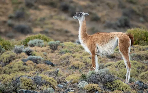Guanaco related animal