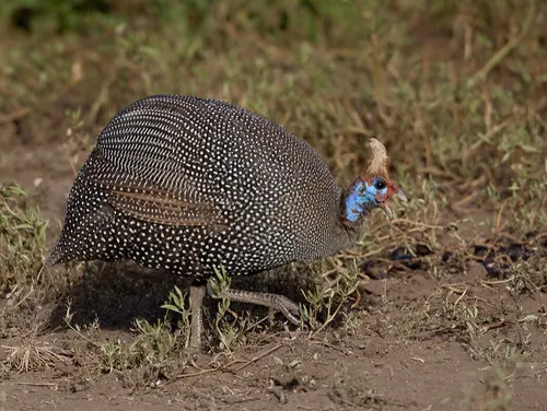 Guineafowl related animal