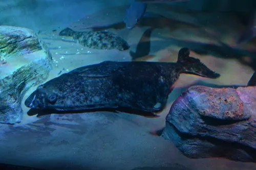 Halibut related animal
